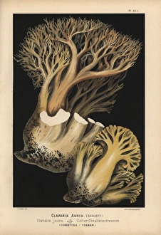 Golden coral fungus, Ramaria aurea, edible Golden coral fungus, Ramaria aurea, edible
