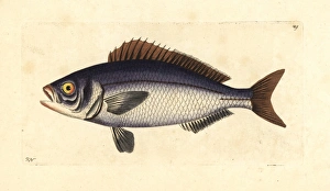 Golden-eyed lutian or snapper (jobfish) Pristipomoides Golden-eyed lutian or snapper (jobfish) Pristipomoides