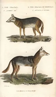 Golden jackal, Canis aureus, and Senegalese Golden jackal, Canis aureus, and Senegalese