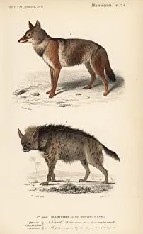 Golden jackal, Canis aureus, and striped hyena Golden jackal, Canis aureus, and striped hyena