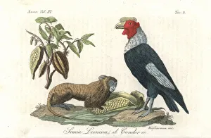 Golden lion tamarin (endangered), Andean condor Golden lion tamarin (endangered), Andean condor