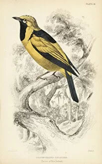Flycatcher Gallery: Golden monarch, Carterornis chrysomela