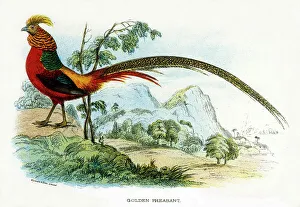 <b class=qtipBold><figcaption>Golden Pheasant</figcaption></b><br>GOLDEN PHEASANT chrysolophus pictus - one of the most magnificent birds in our files !<br><em>© Mary Evans Picture Library</em> Golden Pheasant