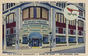 Golden Pheasant, San Francisco, California, USA Golden Pheasant, San Francisco, California, USA