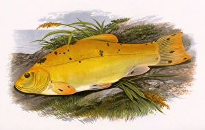 Golden Tench or Schlei Golden Tench or Schlei
