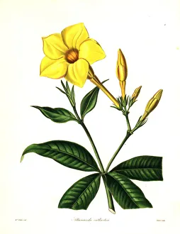 Golden trumpet or willow-leaved allamanda Golden trumpet or willow-leaved allamanda