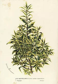 Ciliata Gallery: Golden variegated holly, Ilex aquifolium