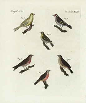 Goldfinch, blue chaffinch, siskin, linnet and redpoll Goldfinch, blue chaffinch, siskin, linnet and redpoll