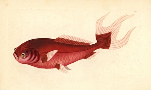 Goldfish variety, Carassius auratus (Previously Goldfish variety, Carassius auratus (Previously