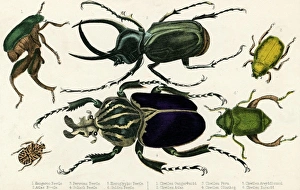 <b class=qtipBold><figcaption>Goliath Beetle Etc</figcaption></b><br>The GOLIATH BEETLE and others. Date: circa 1880<br><em>© Mary Evans Picture Library</em> Goliath Beetle Etc