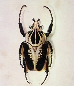 <b class=qtipBold><figcaption>Goliath Beetle</figcaption></b><br>A west African Goliath beetle. Date: 1901<br><em>© Mary Evans Picture Library/DOUGLAS MCCARTHY</em> Goliath Beetle