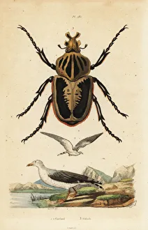 Goliath beetle, Goliathus goliatus 1 and common Goliath beetle, Goliathus goliatus 1 and common