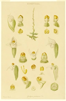 Goodyera pubescens, rattlesnake orchid Goodyera pubescens, rattlesnake orchid