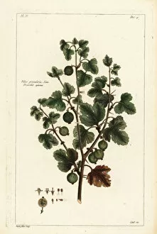 Gooseberry, Ribes grossularia. Linn. Grosselier epineux