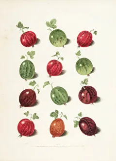 <b class=qtipBold><figcaption>Gooseberry varieties</figcaption></b><br>Gooseberry varieties. Illustration from George Brookshaw, Pomona Britannica. Plate IV. Date: 1817<br><em>© The John Innes Centre/The John Innes Foundation/Mary Evans</em> Gooseberry varieties