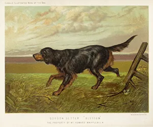 <b class=qtipBold><figcaption>Gordon Setter (Shaw)</figcaption></b><br>A Gordon setter in the field, with its classic black and tan colouring.<br><em>© Mary Evans Picture Library 2015 - https://copyrighthub.org/s0/hub1/creation/maryevans/MaryEvansPictureID/10146401</em> Gordon Setter (Shaw)
