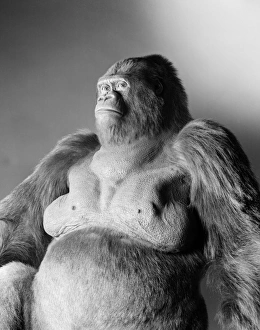 Gorilla gorilla gorilla, western lowland gorilla Gorilla gorilla gorilla, western lowland gorilla