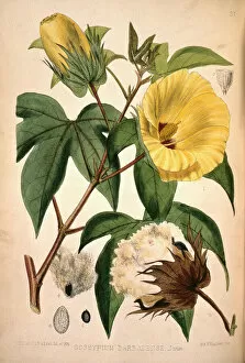 Dicot Collection: Gossypium barbadense, cotton plant