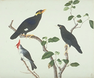 Gracula religiosa indica, Acridotheres cristellus, Paroaria Gracula religiosa indica, Acridotheres cristellus, Paroaria
