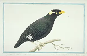 Starlings Gallery: 