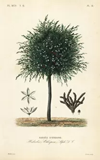 Grains of Selim tree, Xylopia aethiopica