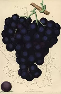 Vitis Gallery: Grape varieties: Mill Hill Hamburgh and Dutch