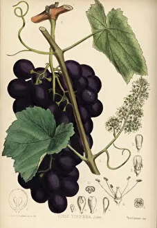 Vitis Gallery: Grape vine, Vitis vinifera