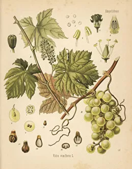 Vitis Gallery: Grapevine with grapes, Vitis vinifera