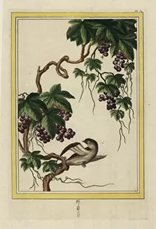 Vitis Gallery: Grapevine, Vitis vinifera