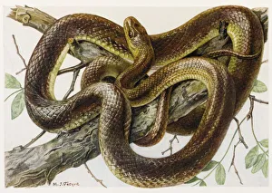 Grass Snake Aesculapius
