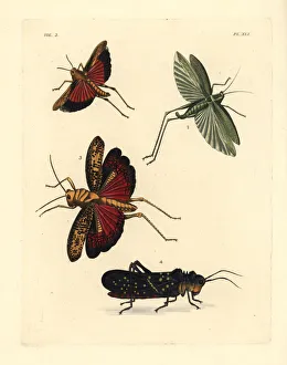 Grasshoppers and locusts Grasshoppers and locusts