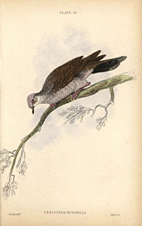 Gray-fronted dove, Leptotila rufaxilla, native Gray-fronted dove, Leptotila rufaxilla, native