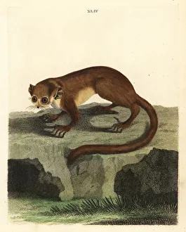 Gray mouse lemur, Microcebus murinus Gray mouse lemur, Microcebus murinus