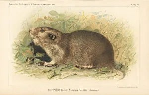 Gray or northern pocket gopher, Thomomys talpoides Gray or northern pocket gopher, Thomomys talpoides