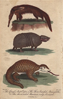 Great anteater, three-banded armadillo Great anteater, three-banded armadillo