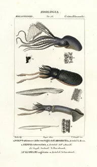 Stipple Collection: Great argonaut, cuttlefish and flying squid