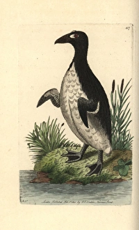 Great auk, Pinguinus impennis Extinct Great auk, Pinguinus impennis Extinct