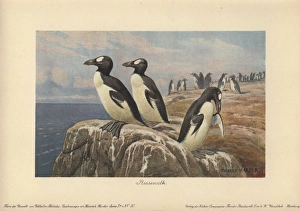 Great Auk, Pinguinus impennis, large, flightless Great Auk, Pinguinus impennis, large, flightless