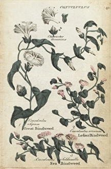 Great bindweed, sea bindweed and lesser bindweed Great bindweed, sea bindweed and lesser bindweed
