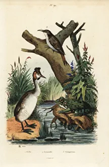 Fries Gallery: Great crested grebe, green frog and treecreeper