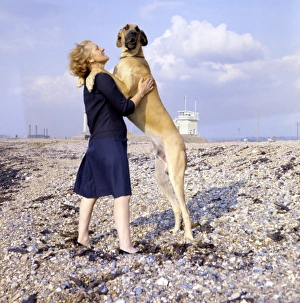 Great Dane and woman on a pebbly beach Great Dane and woman on a pebbly beach