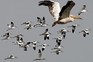 Great / Eastern White / Rosy Pelican - in flight with a flock of Avocets Great / Eastern White / Rosy Pelican - in flight with a flock of Avocets