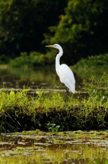 Great Egret feeds on fish in an oxbow lake in Kinabatangan Great Egret feeds on fish in an oxbow lake in Kinabatangan