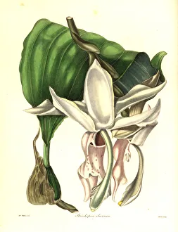 Great flowered stanhopea orchid, Stanhopea grandiflora Great flowered stanhopea orchid, Stanhopea grandiflora
