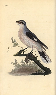 Great grey shrike (female), Lanius excubitor