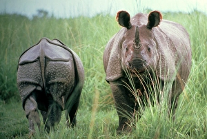 Indian Rhinoceros Gallery: Great Indian / One-horned RHINOCEROS