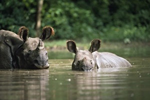 Indian Rhinoceros Gallery: Great Indian / One-horned RHINOCEROS
