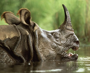 Indian Rhinoceros Gallery: Great Indian / One-horned RHINOCEROS / rhino