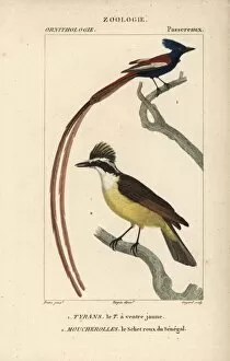 Flycatcher Gallery: Great kiskadee, Pitangus sulphuratus, and Asian