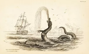 Atlanticus Gallery: Great sea serpent seen off the coast of Greenland in 1734